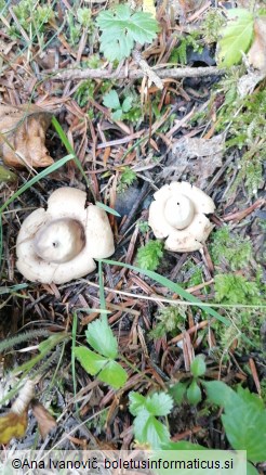 Geastrum triplex