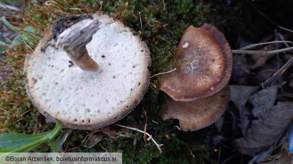 Polyporus ciliatus