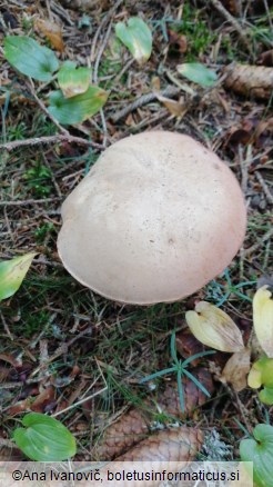 Tylopilus felleus