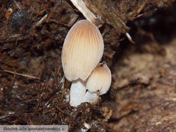 Coprinellus brevisetulosus