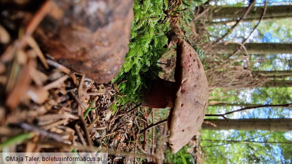 Rubroboletus rubrosanguineus