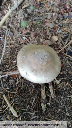 Amanita porphyria