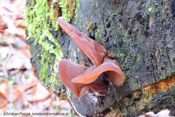 Auricularia auricula-judae