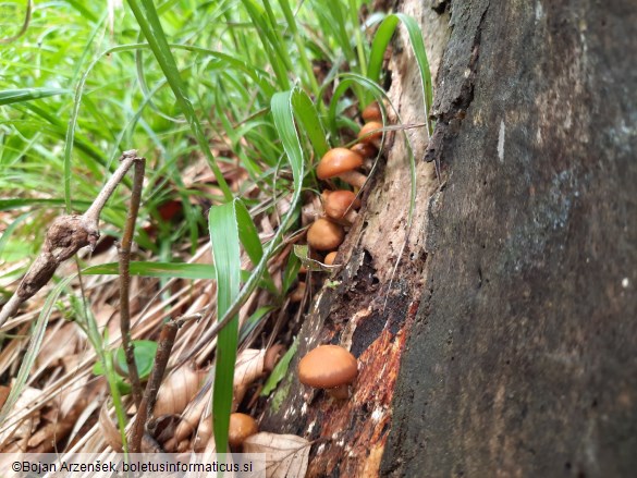 Kuehneromyces mutabilis