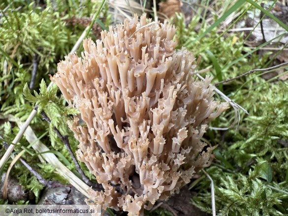 Artomyces pyxidatus