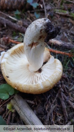 Russula subfoetens