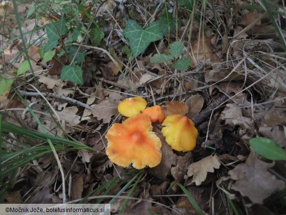 Hygrocybe acutoconica