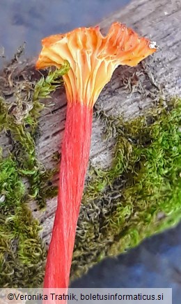 Hygrocybe insipida