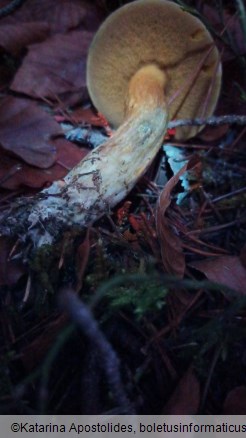 Suillus variegatus