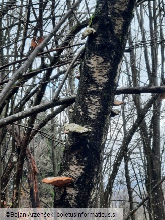 Piptoporus betulinus