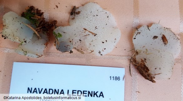 Pseudohydnum gelatinosum