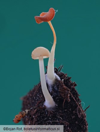 Lactocollybia cycadicola