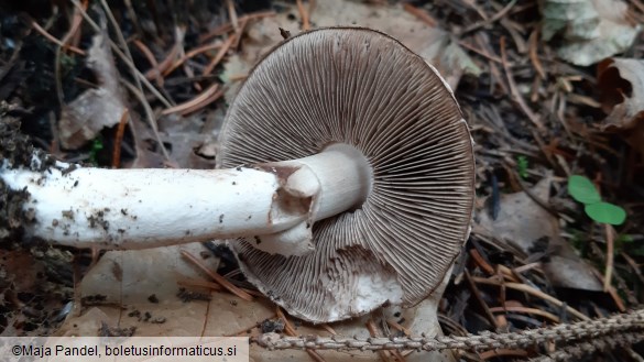 Agaricus silvicola