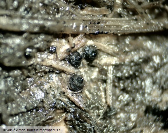 Hypocopra merdaria