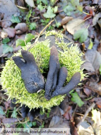 Xylaria polymorpha