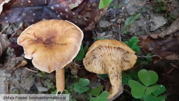 Cantharellus amethysteus