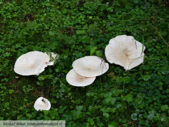 Aspropaxillus giganteus