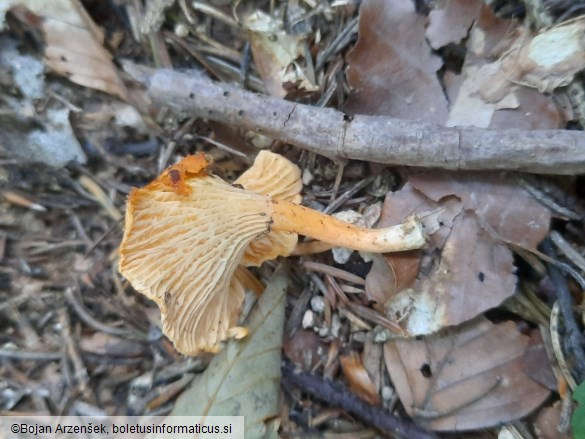 Cantharellus friesii