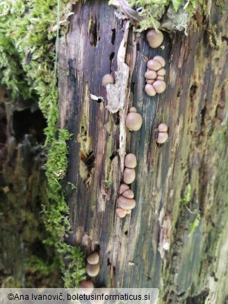 Lycogala epidendrum