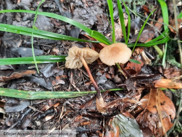 Marasmius torquescens
