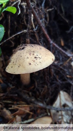 Tylopilus felleus