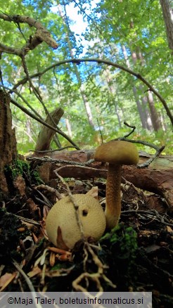 Pseudoboletus parasiticus