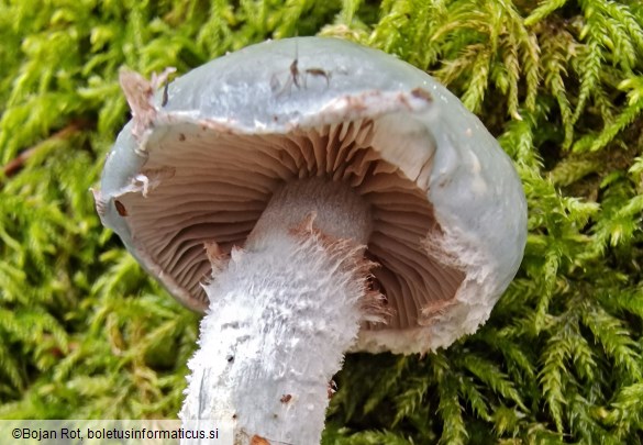Stropharia caerulea