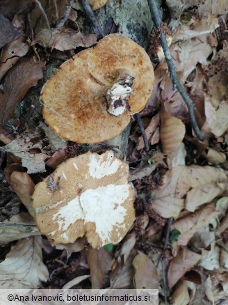 Lentinus arcularius