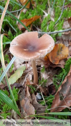 Amanita fulva