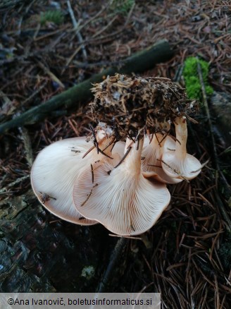 Clitocybe flaccida