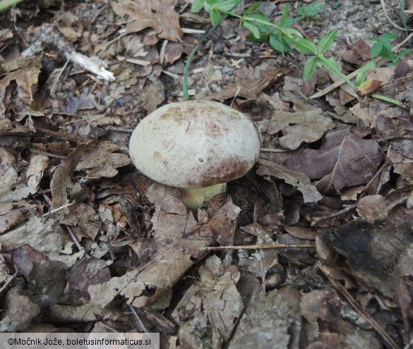 Butyriboletus fechtneri