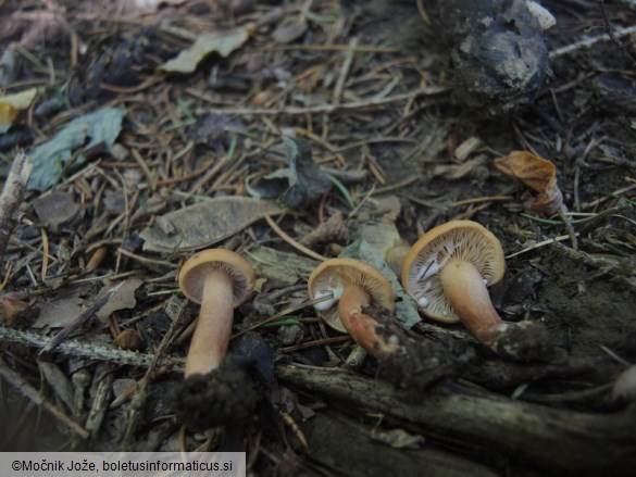 Lactarius fulvissimus