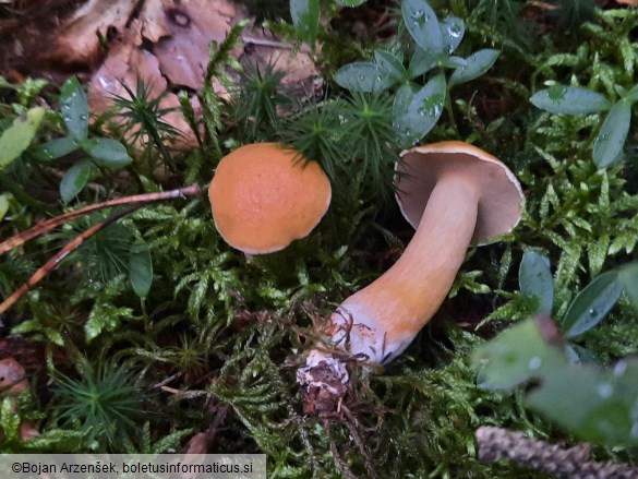Suillus bovinus