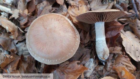 Cortinarius torvus