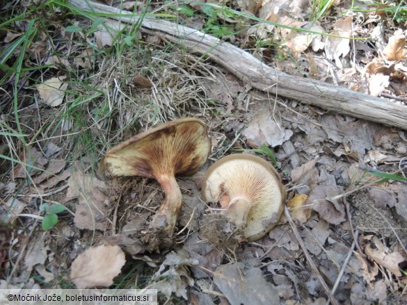 Paxillus involutus