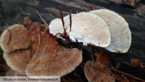 Trametes ochracea