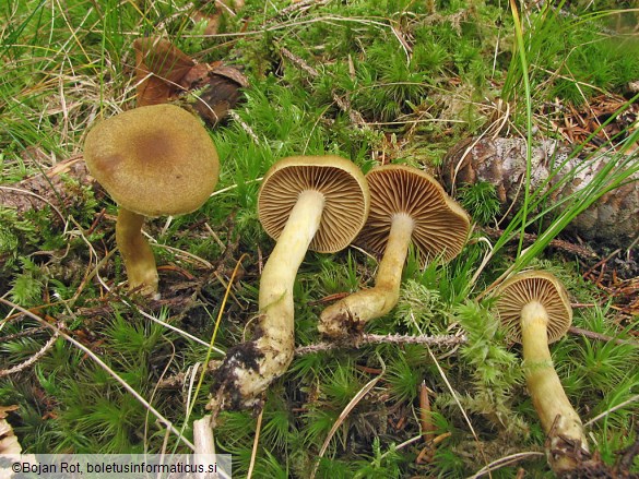 Cortinarius venetus var. montanus