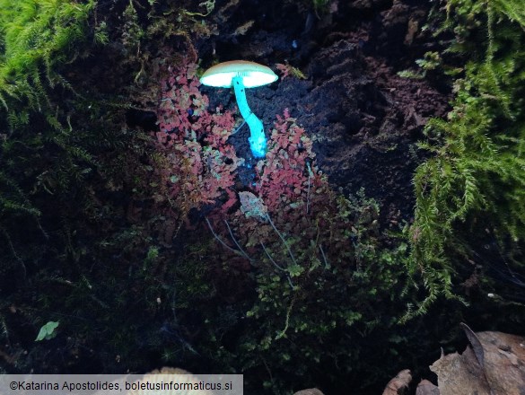 Callistosporium luteo-olivaceum