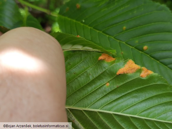 Puccinia coronata