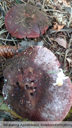 Russula olivacea