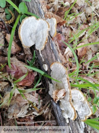 Trametes hirsuta