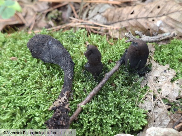 Xylaria polymorpha