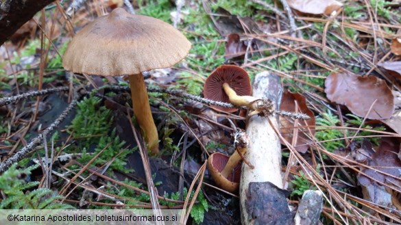 Cortinarius semisanguineus