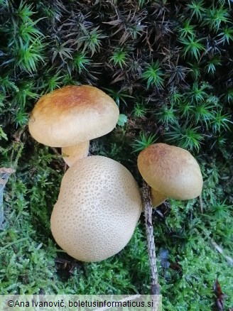 Pseudoboletus parasiticus