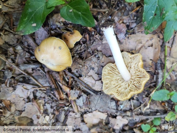 Inocybe mixtilis