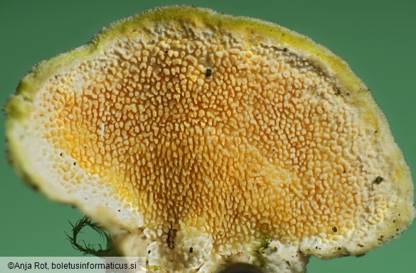 Steccherinum bourdotii