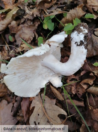 Tricholoma columbetta