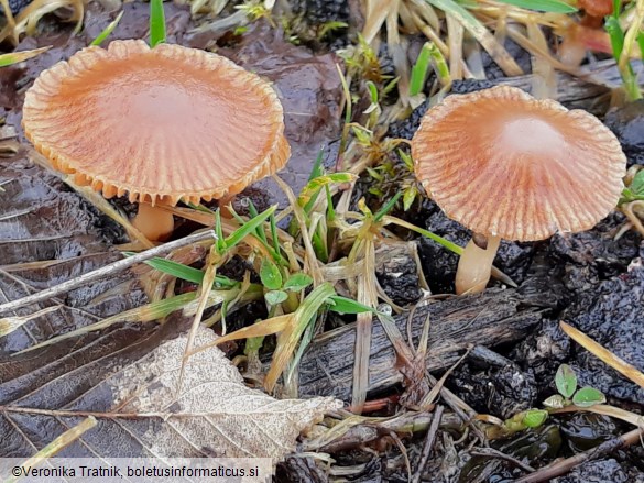 Tubaria pellucida