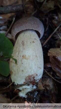 Boletus pinophilus