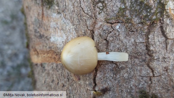 Hydropodia subalpina